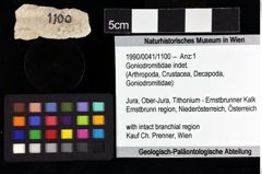 Foto (Objket + Etiketten) von Goniodromitidae indet. 